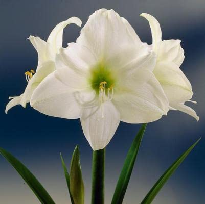 Amaryllis Grow Kit - Large Snow White - Pre Potted White Amaryllis in Gift Box