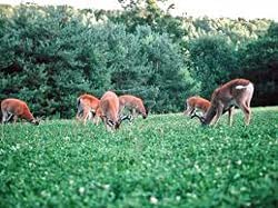 Sugar Beets Deer Food Plot Seeds - 500 Seeds to Grow - Whitetail Deer Go Wild for Sugar Beets