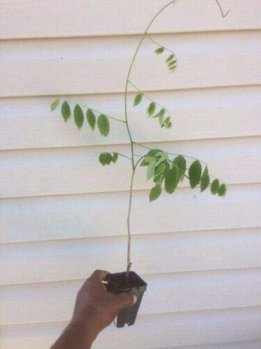 1 Live Plant Blue Moon Wisteria Vine Plant 6-10" Beautiful Garden Plant 