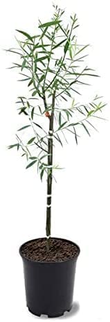 4-5 Foot Tall Hybrid Willow Trees - Ready to Plant - Live Plant - Popular Privacy Row Tree