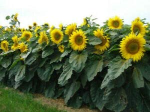 Dwarf Sunspot Sunflower Seeds to Plant | 50+ Seeds | Exotic Flower Seeds