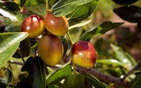 Jujube Seeds for Planting - 10 Seeds - Chinese Date - Ziziphus mauritiana