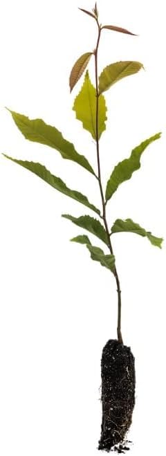 Hardy Fig Bonsai Tree Seedling for Planting - Well Rooted 1 Yr. Seedling