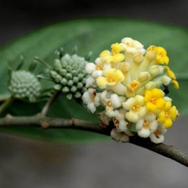 20 Indian Papertree Seeds for Planting - Edgeworthia gardneri