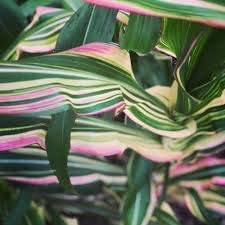 Candy Striped Corn Seeds - 10 Rare Seeds - Pink Zebra Corn- Prized for Popcorn, Corn Meal Flour, and its Beautiful Colored Leaves - Organic and Rare