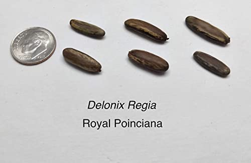 20 Seeds Delonix regia - Royal Poinciana Flamboyant Flame Tree