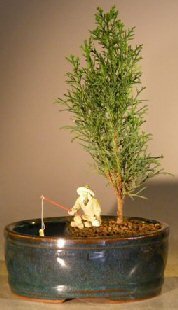 Italian Cypress Bonsai Tree Seeds for Planting | 50 Seeds | Exotic Evergreen Tree Seeds to Grow, Great for Bonsai, Evergreen