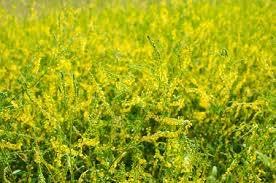 Yellow Sweet Clover Seeds for Planting