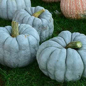 Blue Doll Pumpkin Seeds for Planting (10 Seeds) - Grow Blue Pumpkins