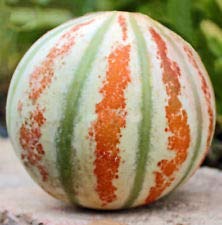 Kajari Melon | Rare - Sweet - Unusual | Non GMO | 10 Seeds