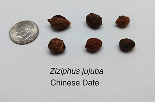 Chinese Date Tree Seeds for Planting - 6 Seeds - Jujube, Chinese Date, Tsao Ziziphus jujuba
