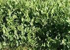 Austrian Winter Pea 5 Lb.