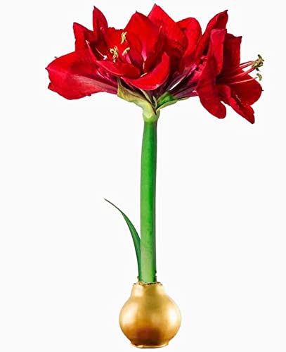Bloomaker Gold Waxed Amaryllis 3 Pack