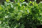Austrian Winter Pea 5 Lb.
