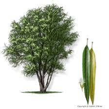 50 Black Willow Tree Cuttings - Beautiful Shade and Privacy Tree - Grow 50 Black Willow Live Trees