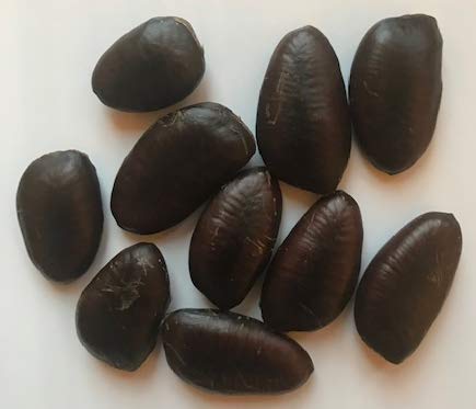 Organic Paw Paw Seeds