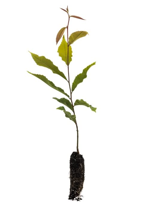 Hybrid Chestnut Tree Seedling for Planting (1 Yr Seedling) - Best Chestnut Trees for Whitetail Deer - Castanea dentata x mollisima - No Ship to California