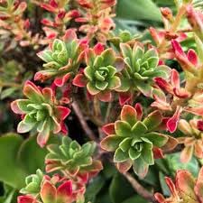20 Aeonium spathulatum Succulent Seeds for Planting