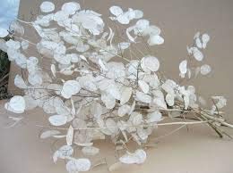 Seedville 100 LUNARIA Biennis (Money Plant / Silver Dollar / Honesty / Moonwort) Flower Seeds