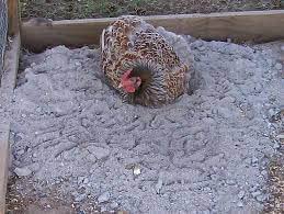 World's Best Chicken Bath - Wood Ash, Sand, Dust - for All Chickens