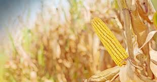 25 lb Whole Kernel Yellow Corn