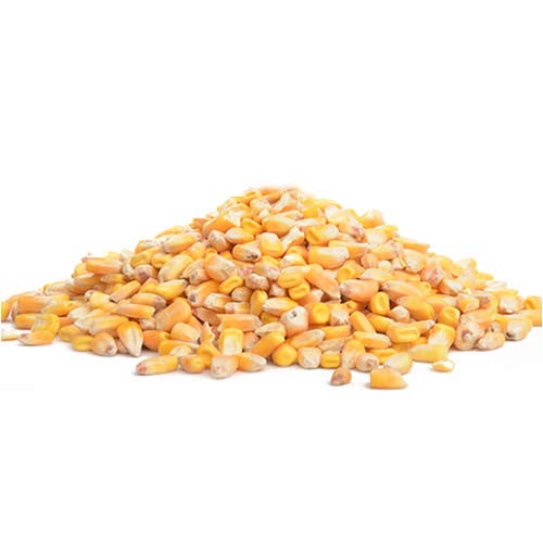 5 Pounds Deer Corn | Deer, Squirrels, Ducks Love It. Sprouts Well