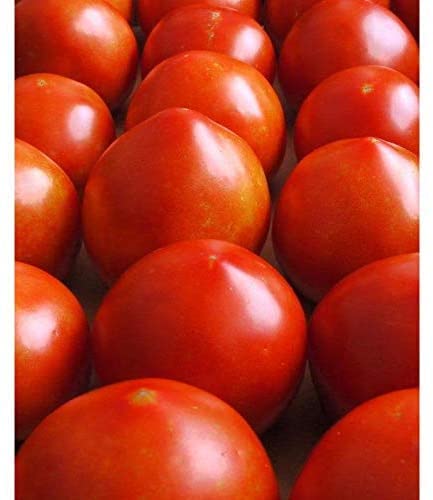 Emma's Early Girl Tomato Seeds - 30+ Seeds, Harvest in 60 Days. Made in USA - Stunning Color