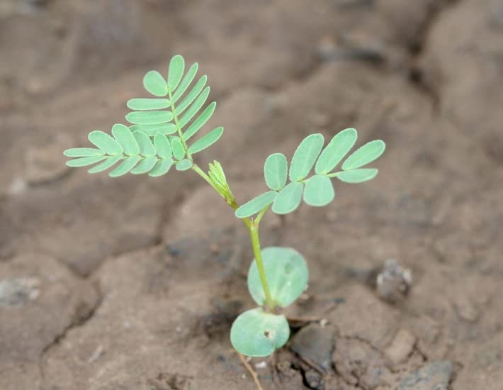 Prairie Mimosa Seeds for Planting (30 Seeds) - Desmanthus Illinoensis Seeds - Illinois Bundleflower