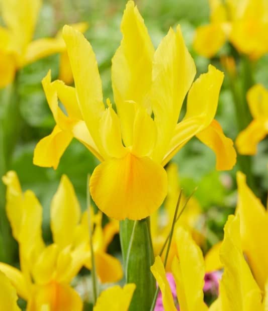 Yellow Dutch Iris Bulbs for Planting - Easy to Grow - Made in USA, Ships from Iowa
