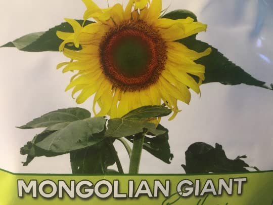 100 Organic Mongolian Giant Sunflower Seeds for Planting; Non-GMO PanAsiaHeirloom