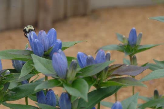 Bottle Gentian Flower Seeds for Planting (100 Seeds) - Gentiana andrewsii
