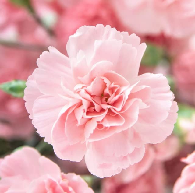 Carnation Flower Seeds for Planting, Chabaud Mix (100 Seeds) - Easy to Grow Garden Flowers