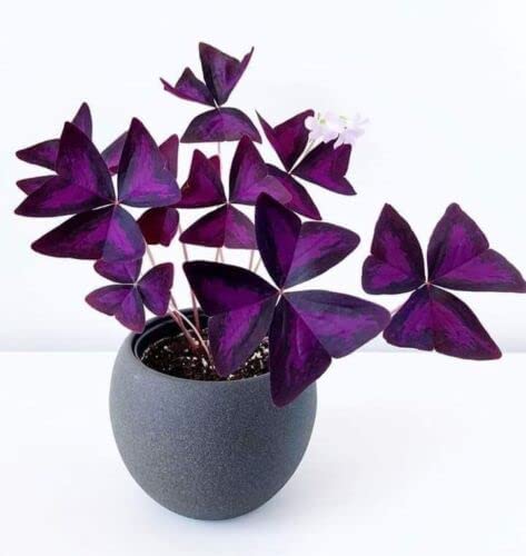 Oxalis Triangularis Bulbs - Purple Shamrock Bulbs - Good Luck Plant - Fast Growing Year Round Color Indoors or Outdoors - Oxalis Shamrock Bulbs -