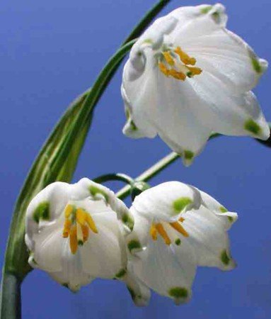 Giant Snowdrops - 8 Bulbs - Leucojum aestivum - 10/12 cm Bulbs