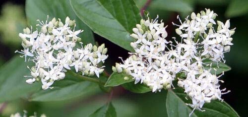 RED TWIG Dogwood American Red Osier Shrub White Flower Cornus Sericea jocad (20 Seeds)