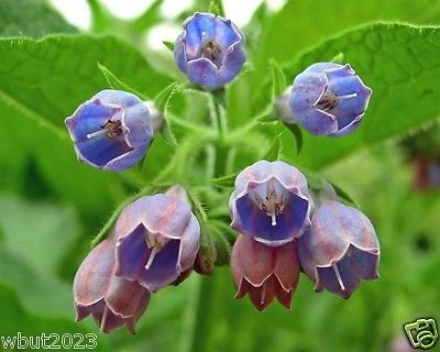 Comfrey Seed (Symphytum Officinale) Used As a Healing Herb for Centuries 10 Seeds