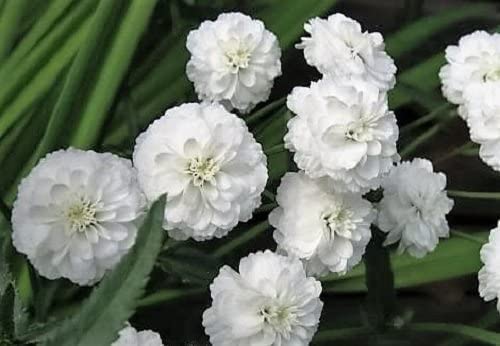 Sneezewort Seeds for Planting (200 Seeds) - Ships from Iowa, USA