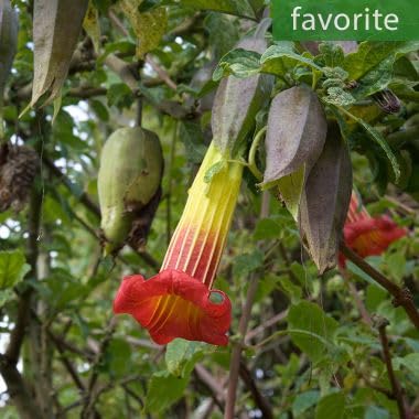 20 Red Angel's Trumpet Seeds for Planting - Brugmansia sanguinea