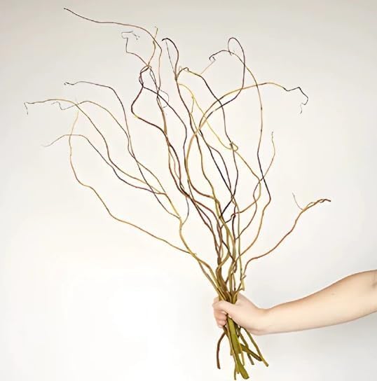 CZ Grain Natural Curly Willow Branches for Decor, 18-30 Inches Long - Wedding or Christmas Decor, Wreathmaking