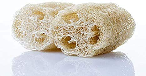 Loofah Gourd Seeds - 20 Seeds - Luffa Sponge Gourd, Exotic Vegetable, Easy to Grow. Made in USA, Ships from Iowa.