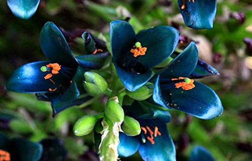 Dichondra 10 Sapphire Tower Puya Flower Seeds