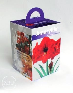 Amaryllis Grow Kit - Pre-Potted in a Beautiful Gift Box - Red Ferrari