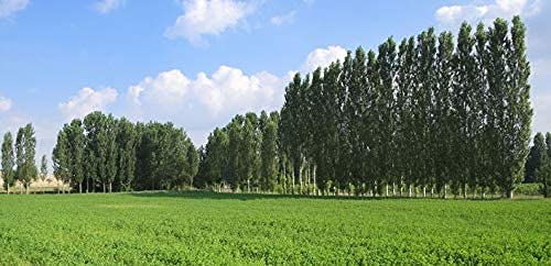 6 Hybrid Poplar Tree Cuttings - Fast Growing Attractive Privacy and Shade Trees - Grow 6 Hybrid Poplar Trees - Fast Growing Trees