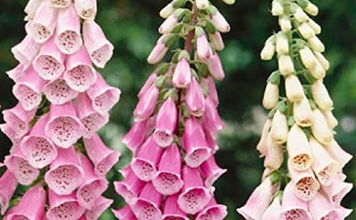 Foxglove Flower Seeds for Planting - Over 1,000 Seeds of Mixed Color Foxglove - Ships from Iowa, USA