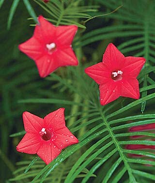 Flowering Cypress Vines Seeds - 50+ Seeds to Grow - Hummingbird Vine Plant