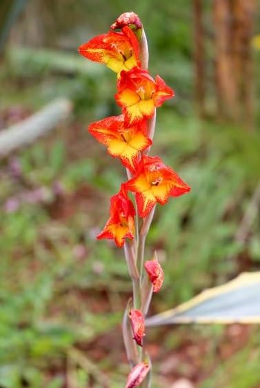 50 Parrot Gladiolus Seeds for Planting - Gladiolus dalenii