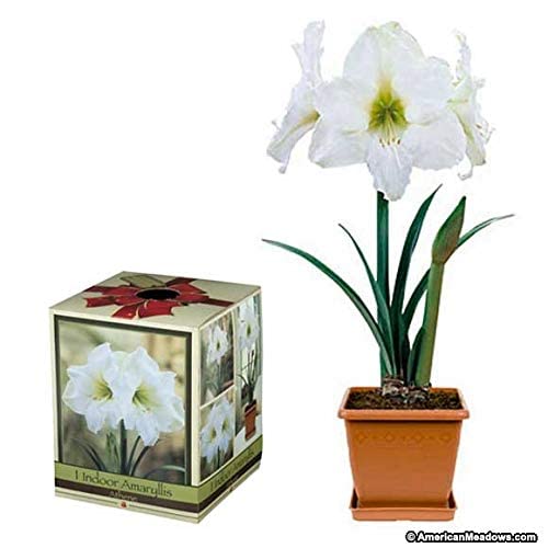 Amaryllis Assorted Pre-Potted (Growing Kit - Bulb/Pot/Soil) -Please Select A Color - Great Gift