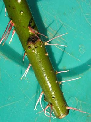 Hybrid Willow Tree Plants for Growing | Fast Privacy Hedge Row, Wind Block, Shade | Fast Growing - 12 Feet Per Year, Fast Growing Trees