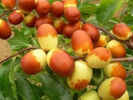 Jujube Seeds for Planting - 10 Seeds - Chinese Date - Ziziphus mauritiana