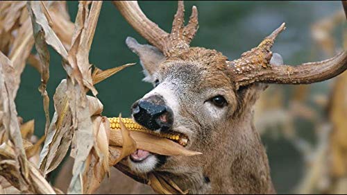 Dinner Getter Deer Food Plot Corn Seeds - 100 Seeds to Grow Deer Food - High Yielding Hybrid Corn for Big Whitetail Bucks